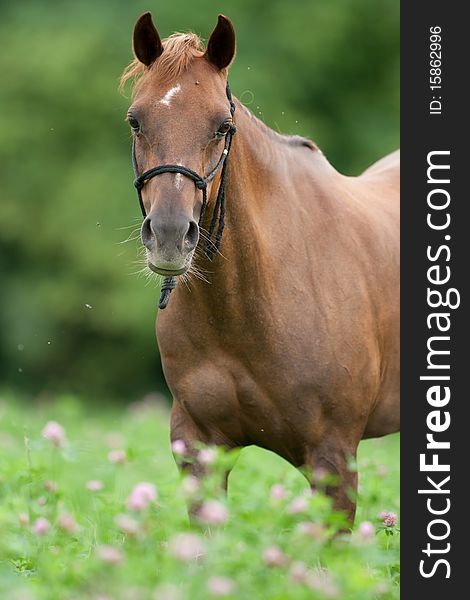 Welsh pony is looking in the pasture. Welsh pony is looking in the pasture.