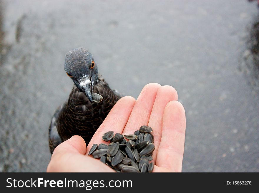 Hand nominating pigeons forage for food to survive.