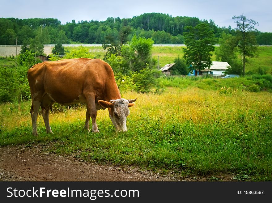 Cow in the village