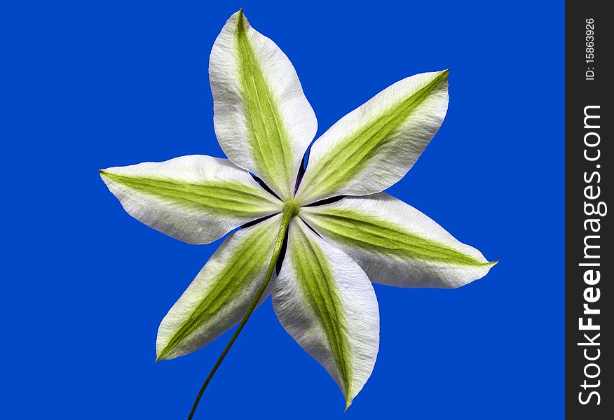 Rear view of a clematis on blue.