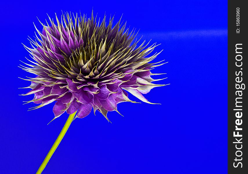 Close-up view of a clematis on blue.