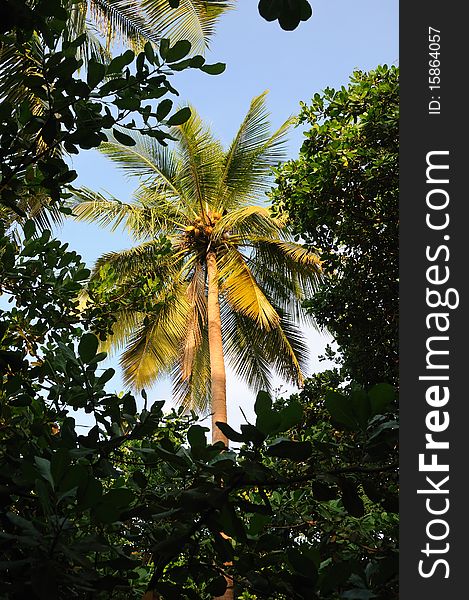 Coconut tree with golden nuts opposite blue sky. Coconut tree with golden nuts opposite blue sky