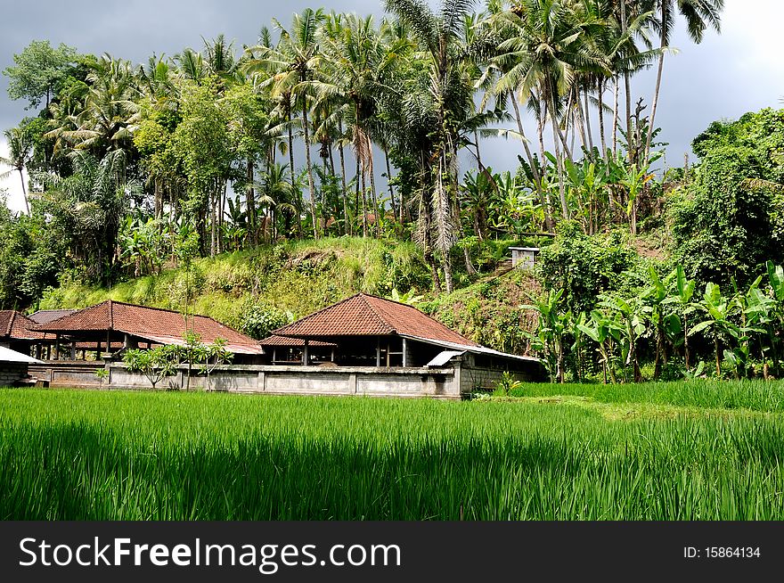 Terrace rice fields