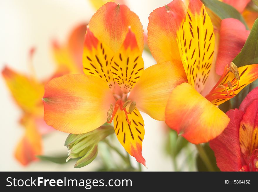 Beautiful spring flower. Known as Peruvian Lily or Alstromeria (shallow deep of fields). Beautiful spring flower. Known as Peruvian Lily or Alstromeria (shallow deep of fields)