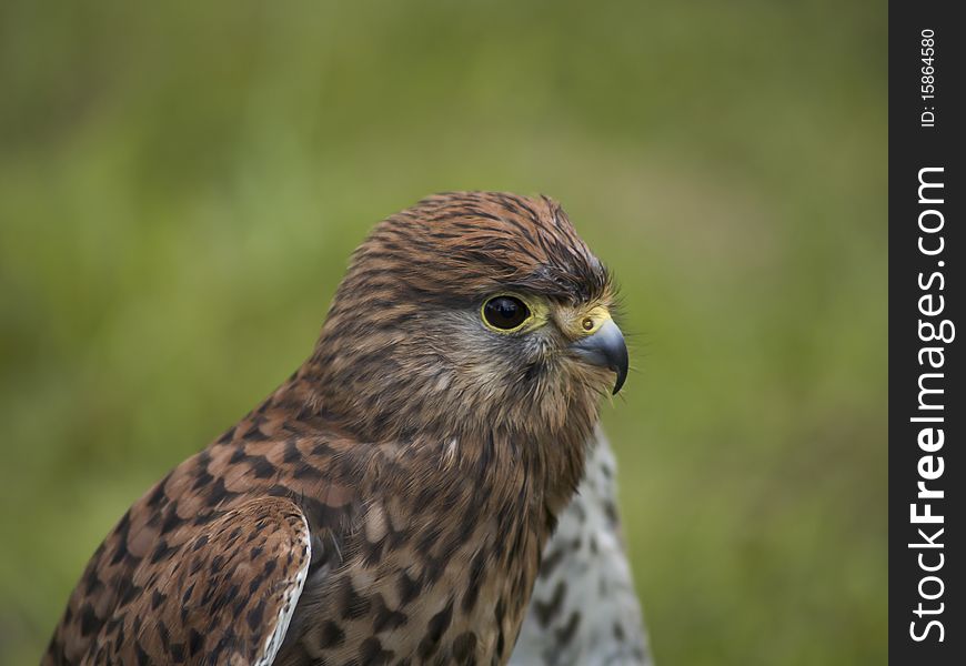 A close up of a tame kestral. A close up of a tame kestral