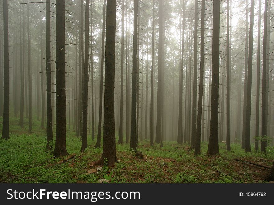 Misty forest of pine trees. Misty forest of pine trees