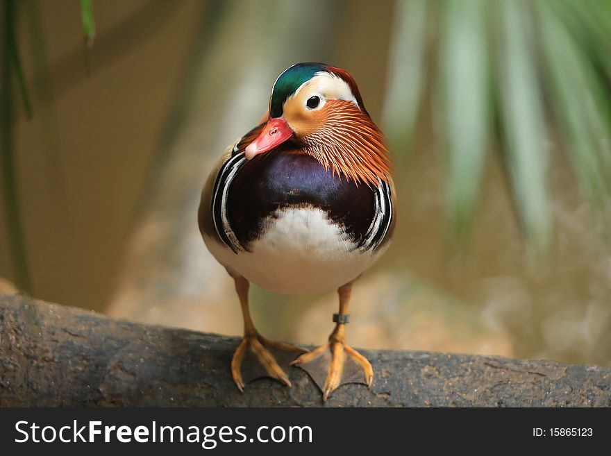 Mandarin duck on blur background