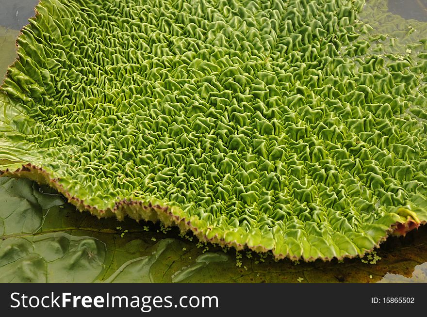 The green garden euryal leaf,shot in summer