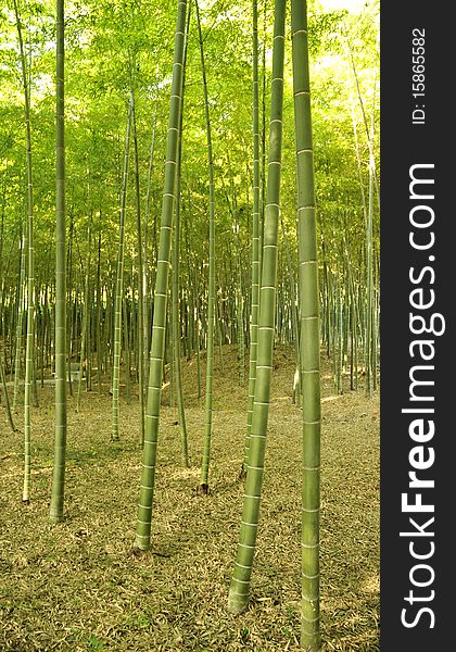 The beautiful bamboo forest in the nature