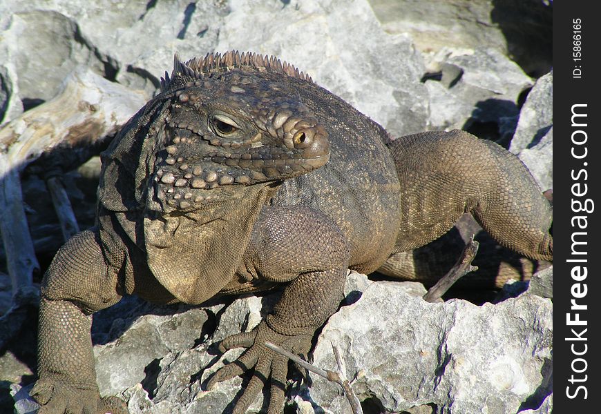 Iguana On The Rocks
