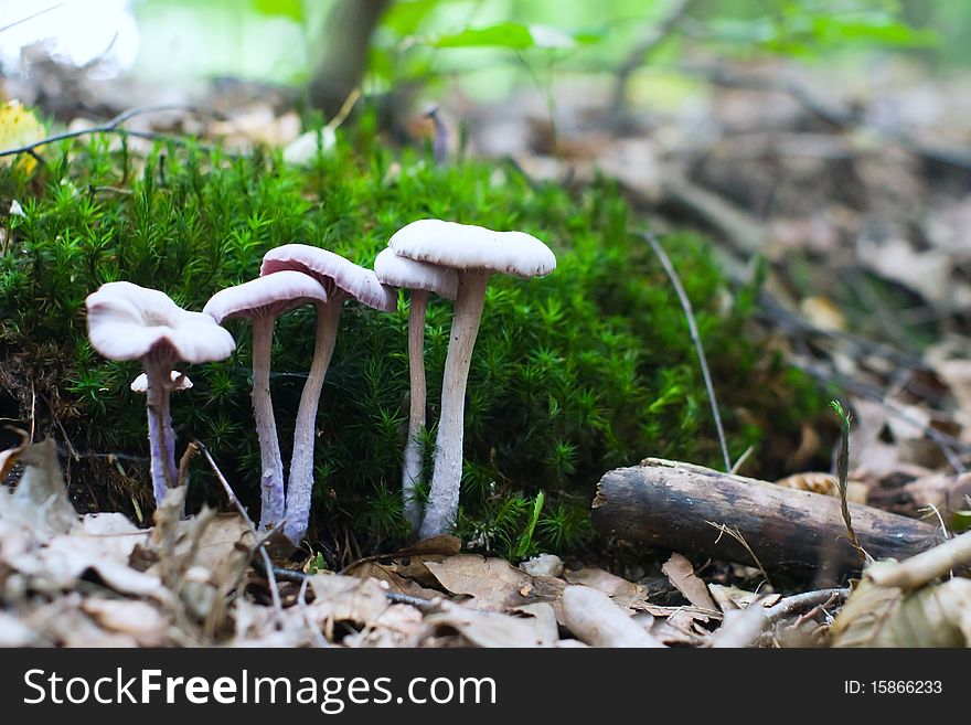 Forest mushroom in moss after bir longtime rain