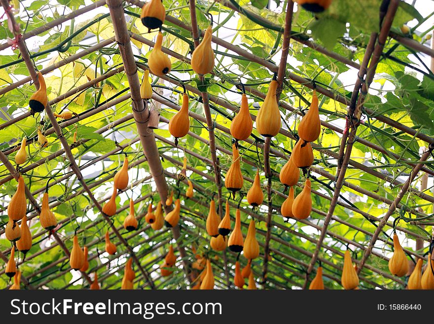 Calabashs  on the vine