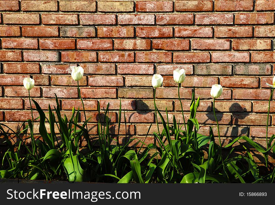 Abstract background with old brick wall