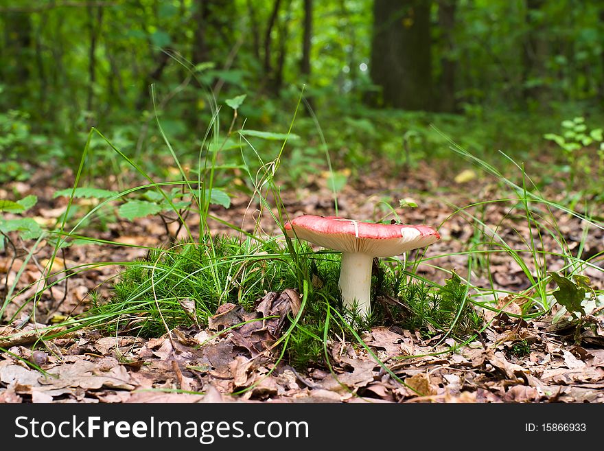 Forest mushroom in moss after bir longtime rain