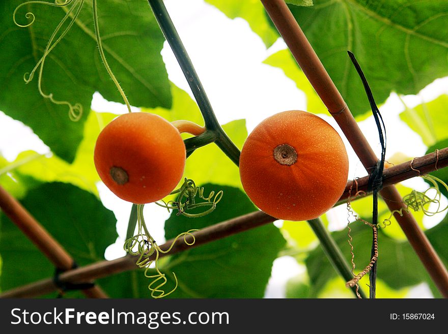 Pumpkins on the vine