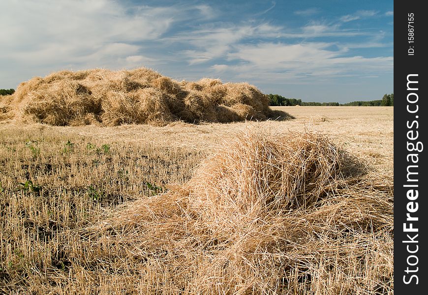 Haystack harvested on the field for drying