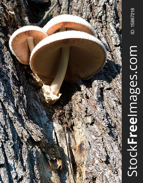 Forest mushroom in moss after bir longtime rain