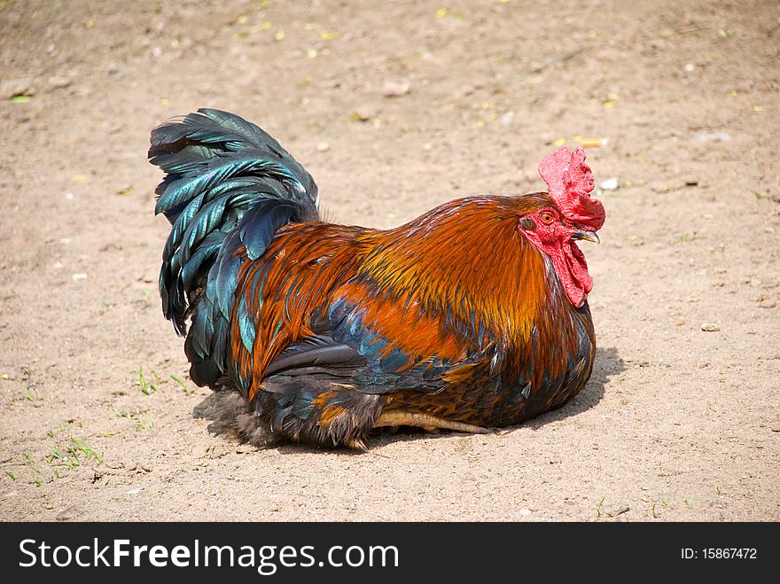 Beautiful cock free on nature