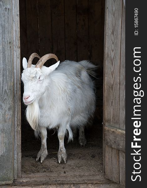 White Goat stay in door
