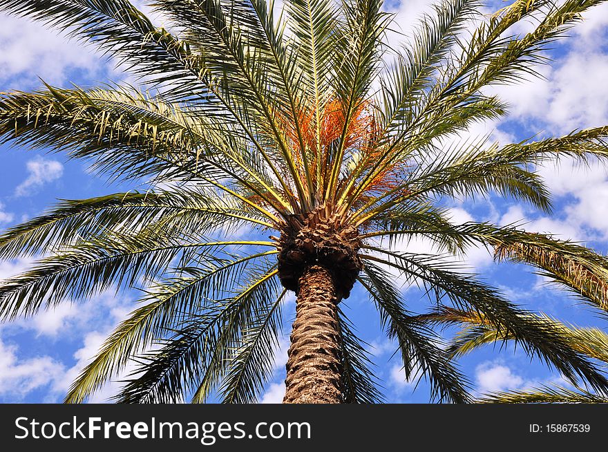 Single palm tree against cloudy blue sky with puffy clouds.