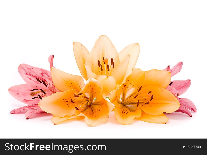 Yellow and Pink lilies on a white background