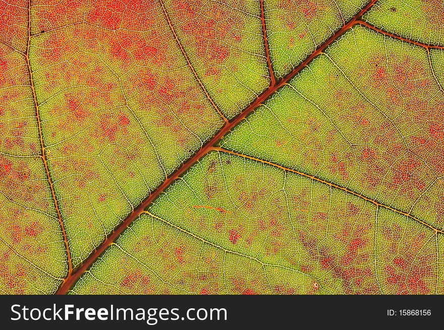 A structure of autumn leaf