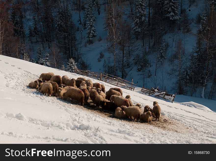Flock of sheep in winter mountain landscape