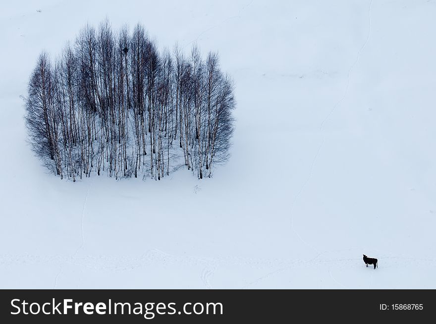 Abstract Trees and Cow on Snow