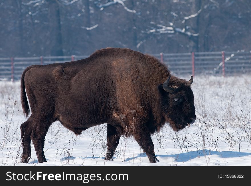 European Bison (Bison bonasius) in Winter Landscape