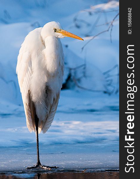 Great White Egret Standing On Ice