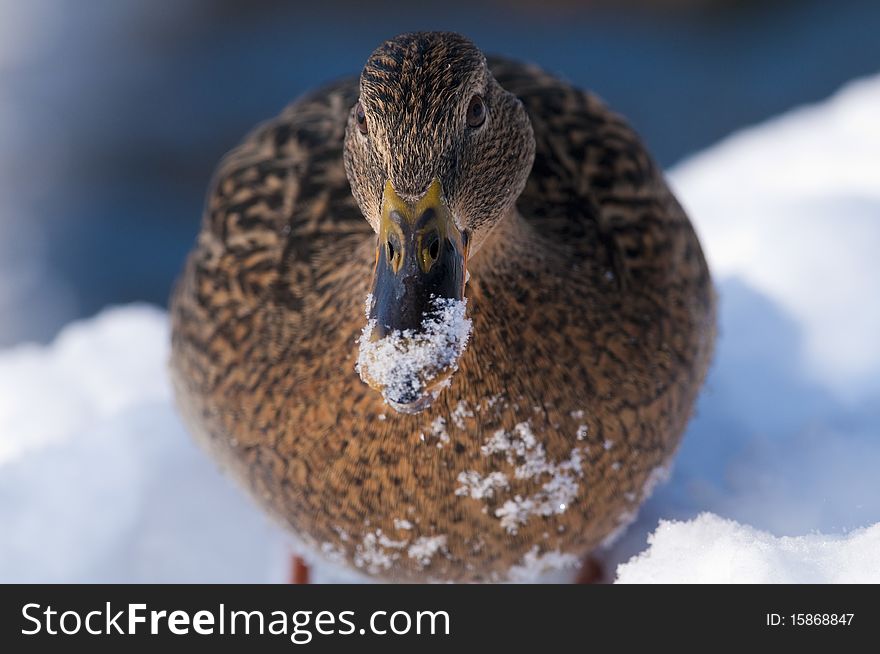 Mallard Duck Female Portrait In Winter