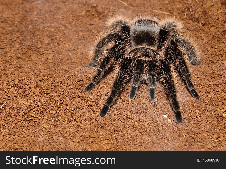 Mexican Red Rump (Brachypelma vagans)