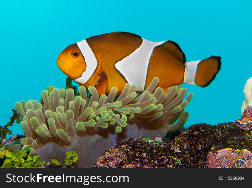 Clownfish in Anemone Coral in Aquarium