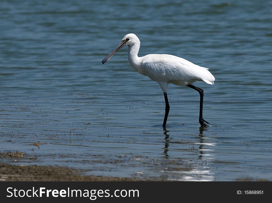 Eurasian Spoonbill Juvenile in Shallow Water