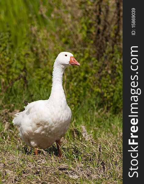 White Domestic Goose on Green Grass