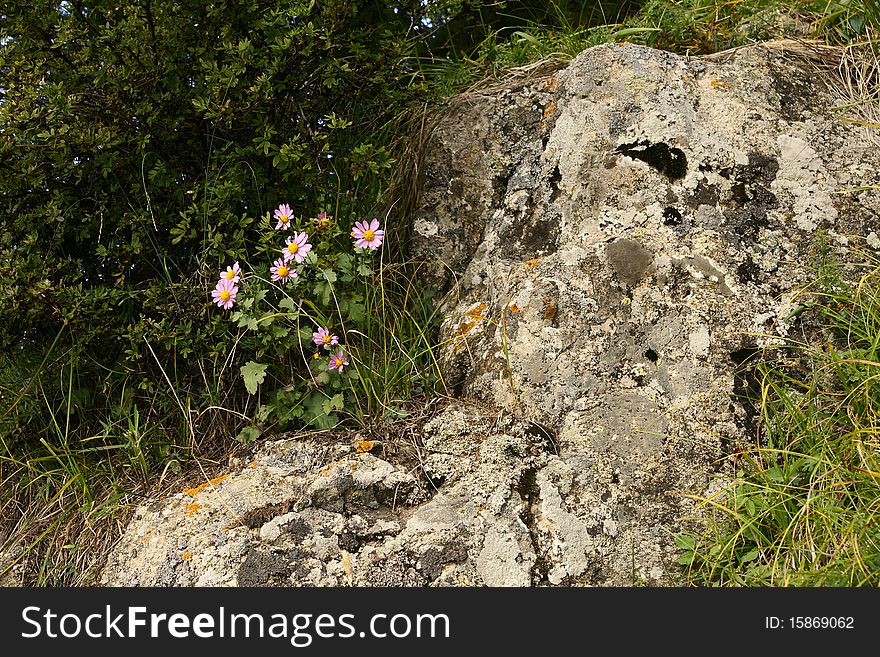 A wild Chrysanthemum in mountain in northern China. A wild Chrysanthemum in mountain in northern China.