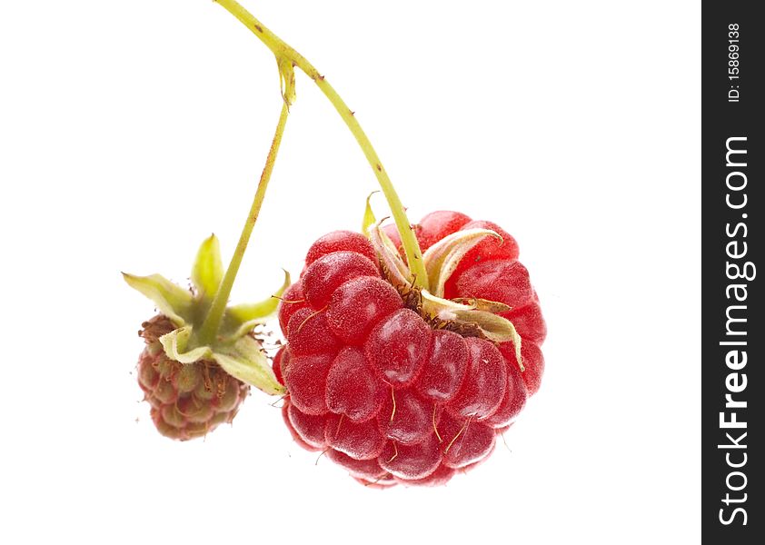 Raspberry fruit with stem isolated on white background