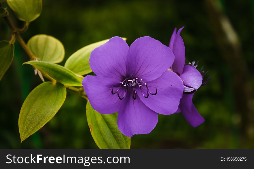 A Purple Blossom