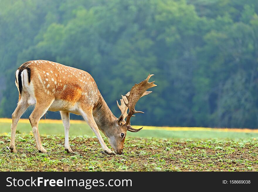 Beautiful animal in a wild nature. Fallow deer Dama dama Colorful natural background. Autumn landscape.