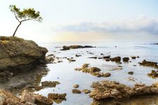 Tree And Sea Royalty Free Stock Images Tree And Sea Royalty Free Stock Images