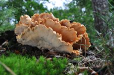 Free Bracket Fungus Stock Image - 15871561