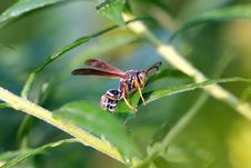 Paper Wasp Stock Images