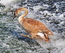 Young Mute Swan On River Weir (Cygnus Olor) Royalty Free Stock Photo Young Mute Swan On River Weir (Cygnus Olor) Royalty Free Stock Photo