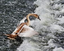 Young Mute Swan On River Weir (Cygnus Olor) Royalty Free Stock Images