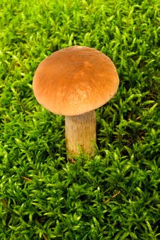 Young Mushroom Boletus Royalty Free Stock Photo Young Mushroom Boletus Royalty Free Stock Photo