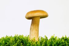 Young Mushroom Boletus Royalty Free Stock Photo Young Mushroom Boletus Royalty Free Stock Photo