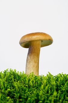 Young Mushroom Boletus Royalty Free Stock Image Young Mushroom Boletus Royalty Free Stock Image