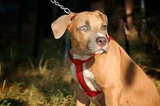 Staffordshirskiy Terrier Stock Image