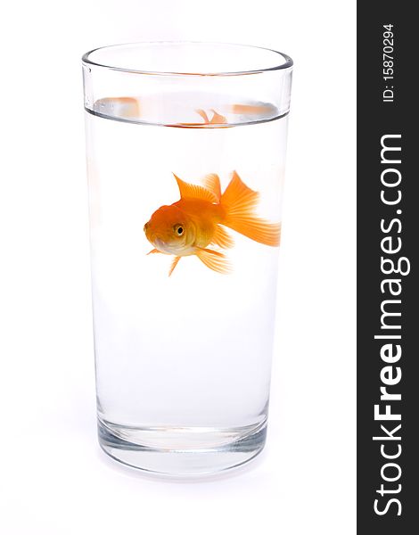 Goldfish in a glass of water over white