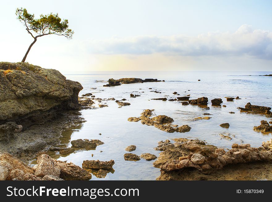 Alone pine tree at slone near sea at sunny clear day. Alone pine tree at slone near sea at sunny clear day